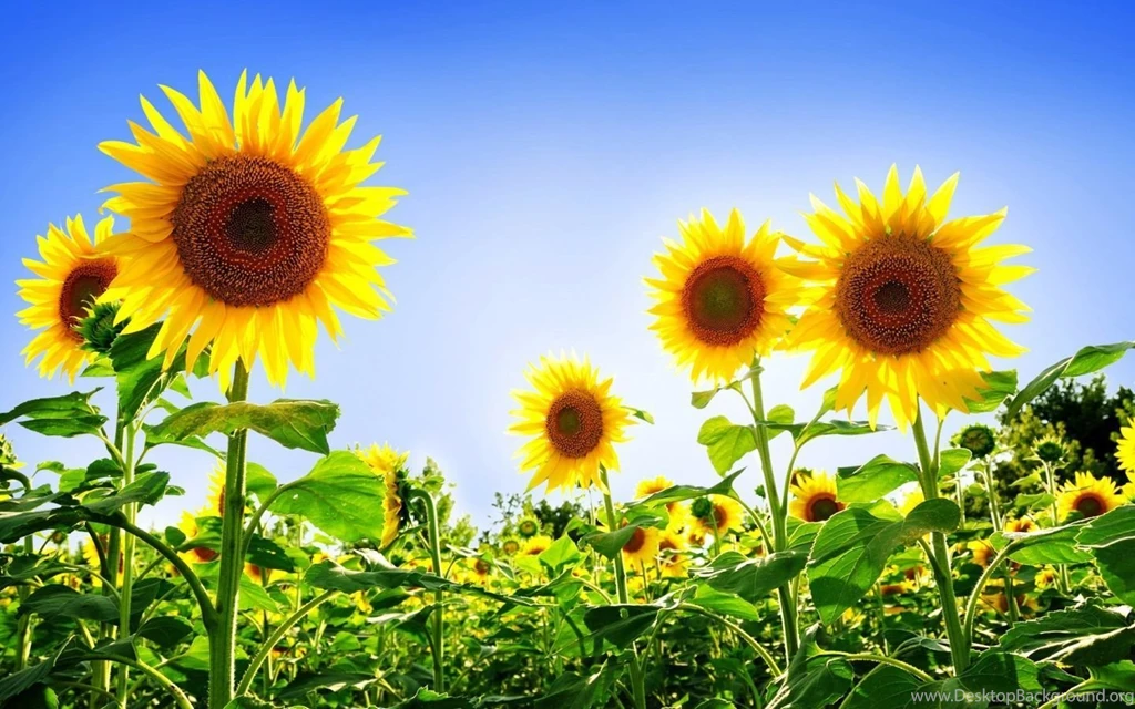 Gorgeous Sunflowers Wallpapers