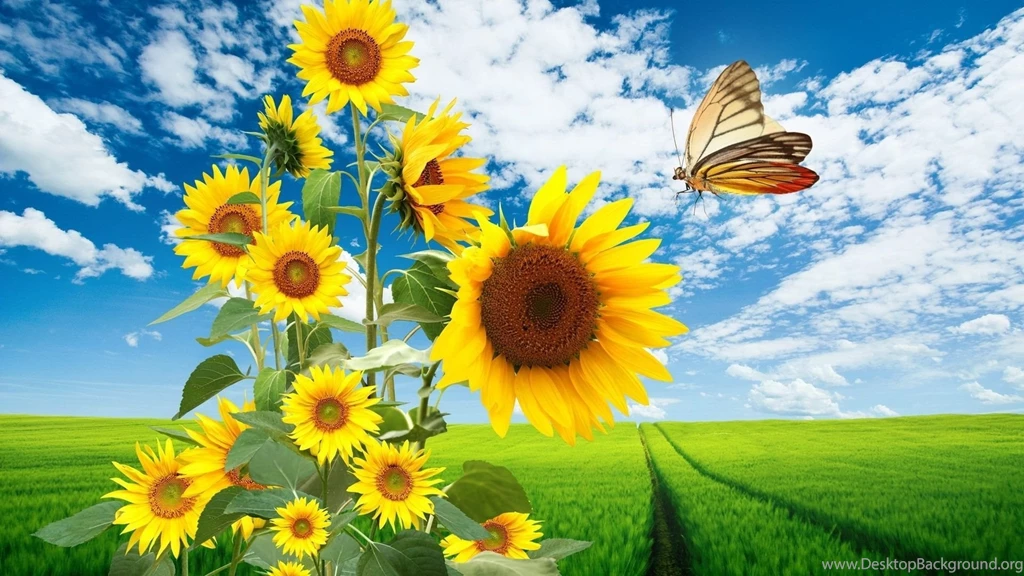 Download Field Sunflower Wallp Wallpapers