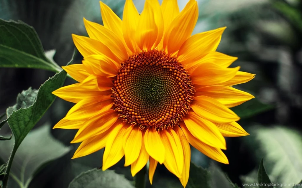Sunflower HD Wallpapers