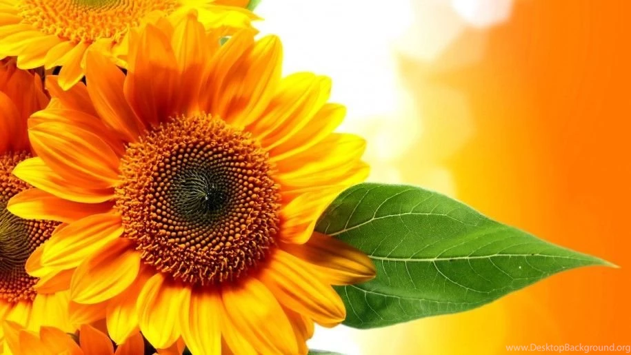 Sunflower Gold Nature Beautiful Golden Hd Wallpapers 1577214 ...