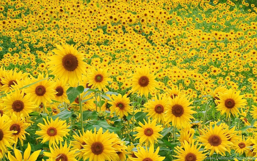 Sunflower Field Wallpapers