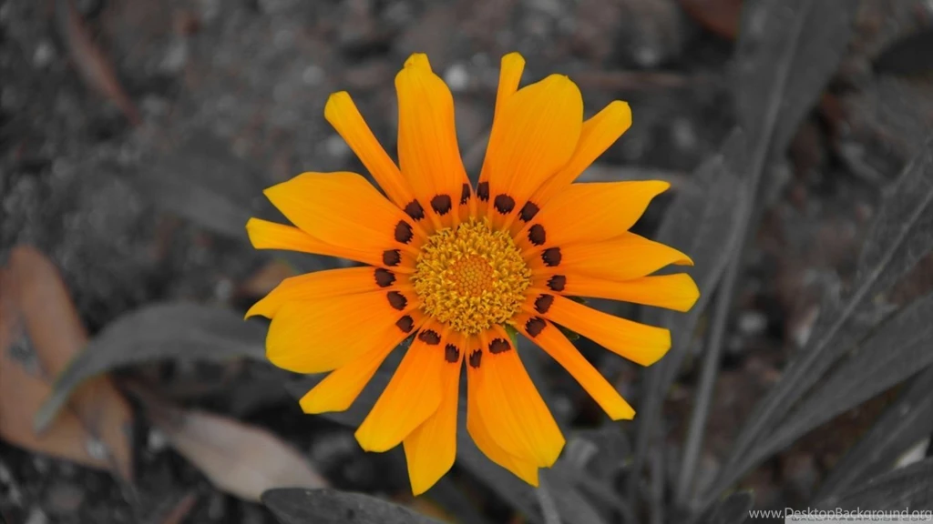 SunFlower HD Desktop Wallpapers : Widescreen : High Definition ...