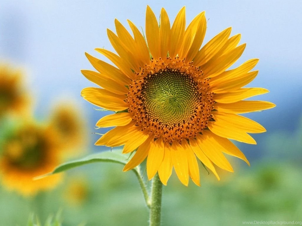Gallery For Single Sunflower Wallpapers