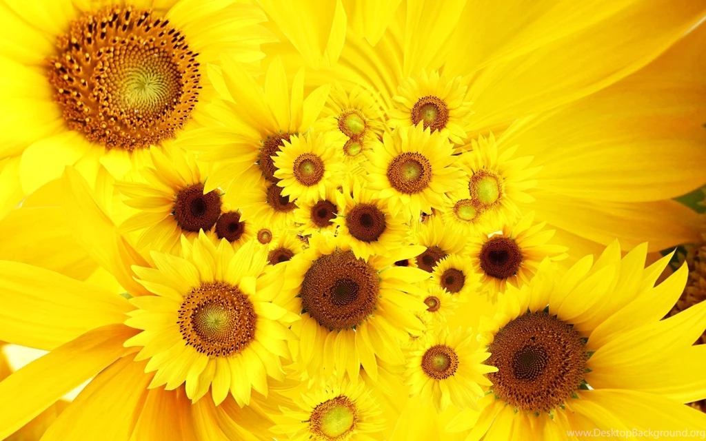 Cool Sunflowers Wallpapers