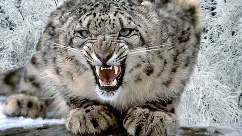 Snow Leopard Wallpapers