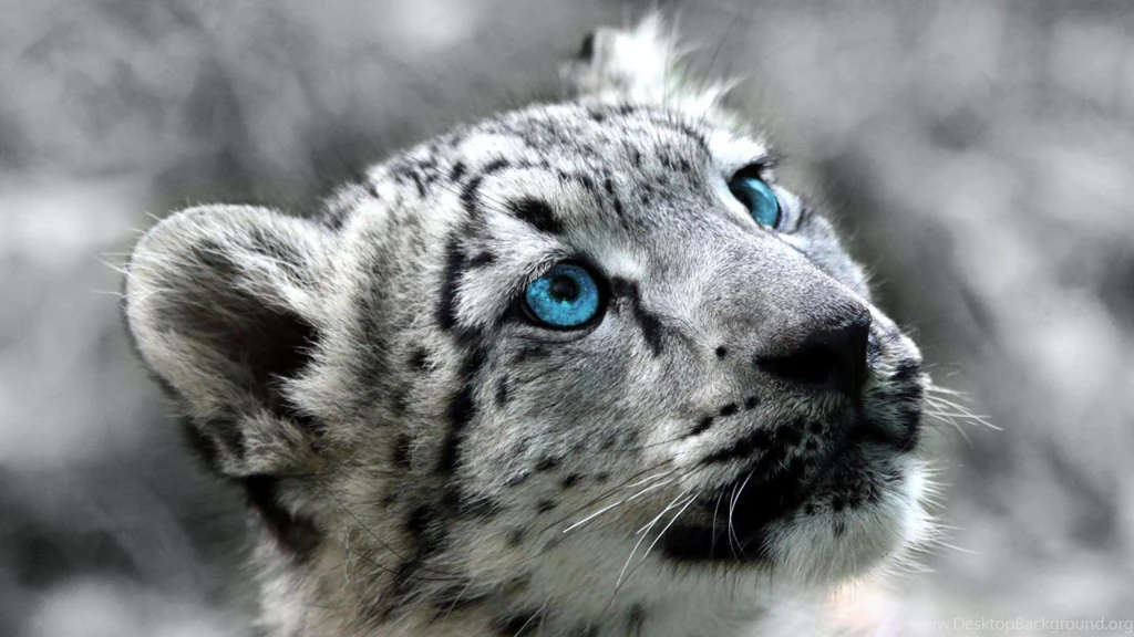 Beautiful White Snow Leopard Wallpapers