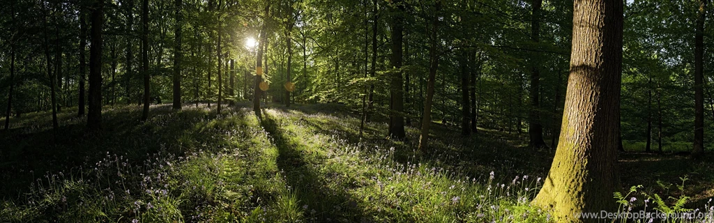 Trees, Forest, Sunlight, Panorama, Wildflowers :: Wallpapers