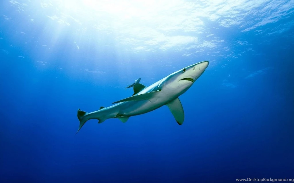 Nurse Shark Desktop Wallpaper, Nurse Shark Photos