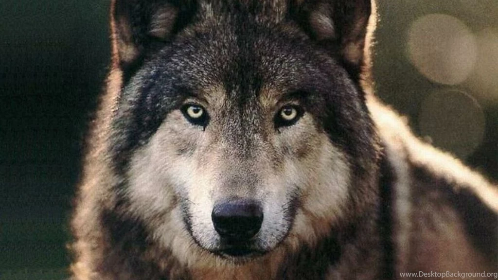 HD Wolf Wallpapers