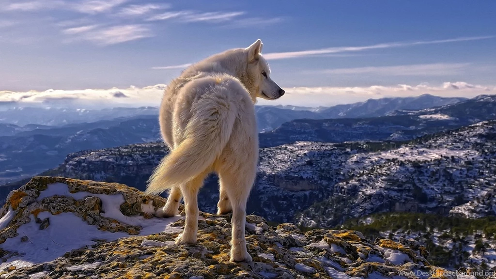 White Wolf HD Wallpapers