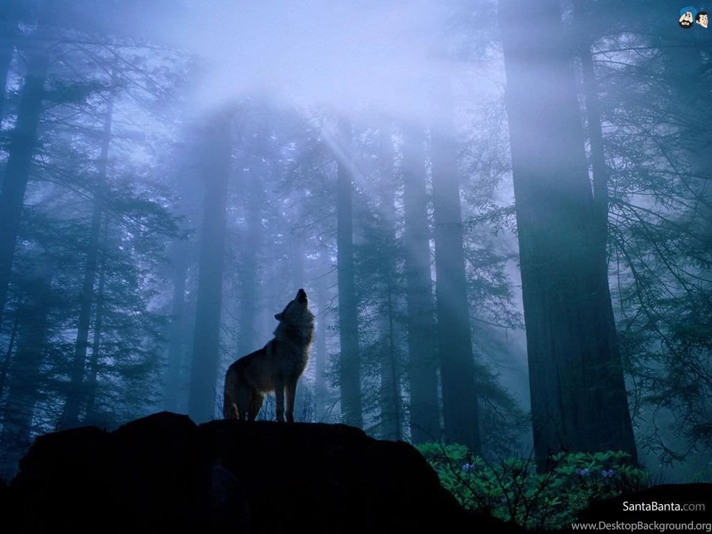 Wolf HD Wallpapers