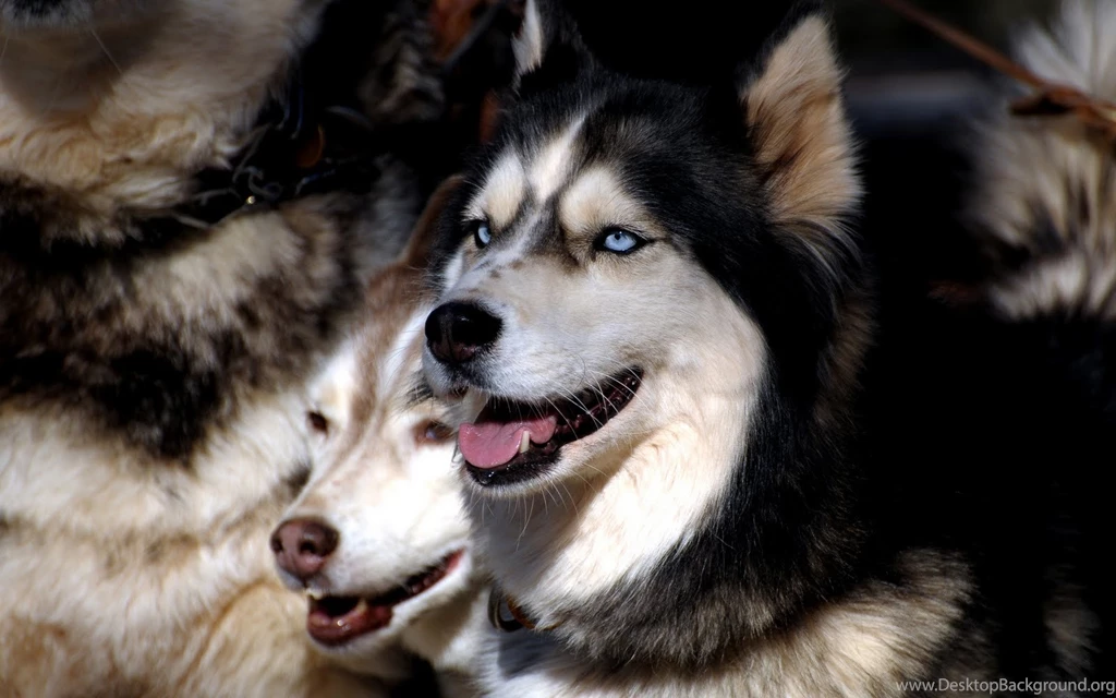 33 Wolf Full HD Wallpapers, Wolf HD Wallpapers, Wolf Wallpapers ...