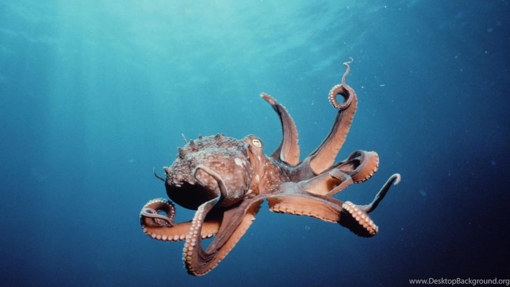Octopus Wallpapers