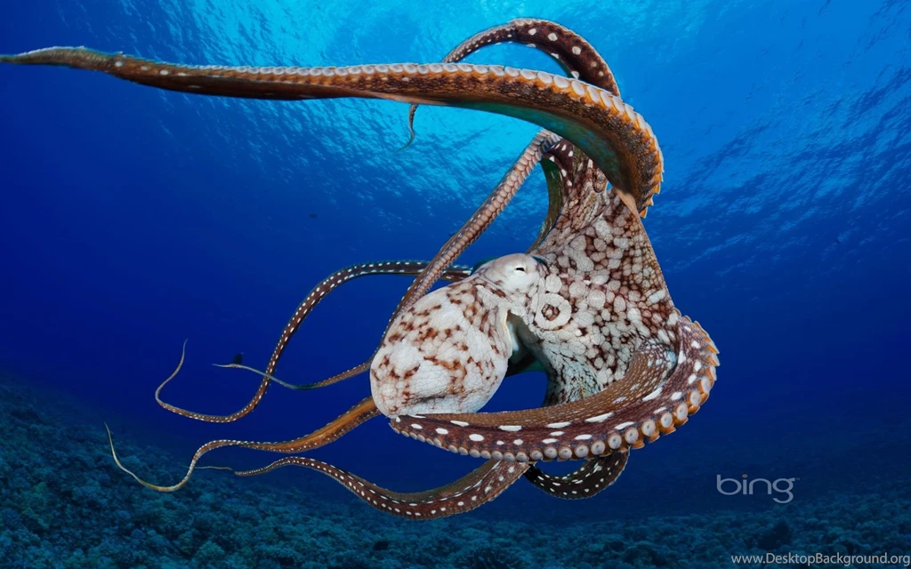 Day Octopus Desktop Backgrounds HD 1920x1200