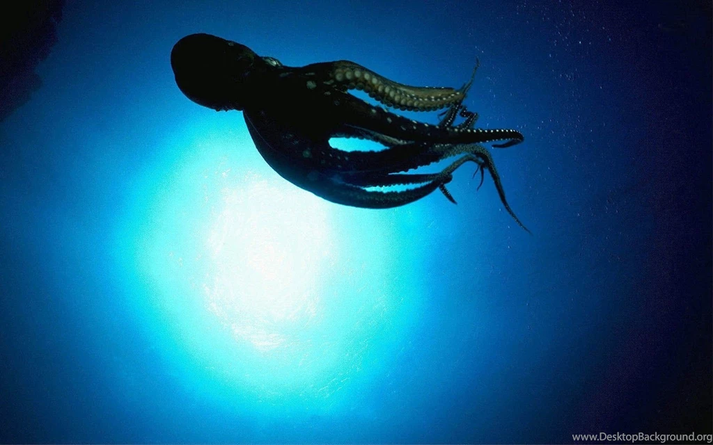 Octopus Swimming Underwater