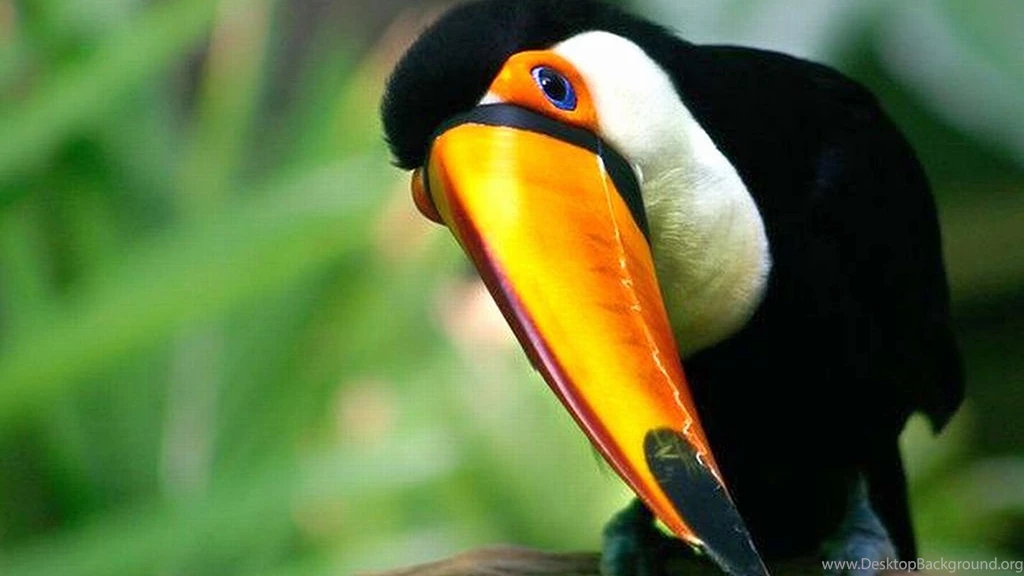 Toucan HD Wallpaper, Toucan Backgrounds, New Wallpapers