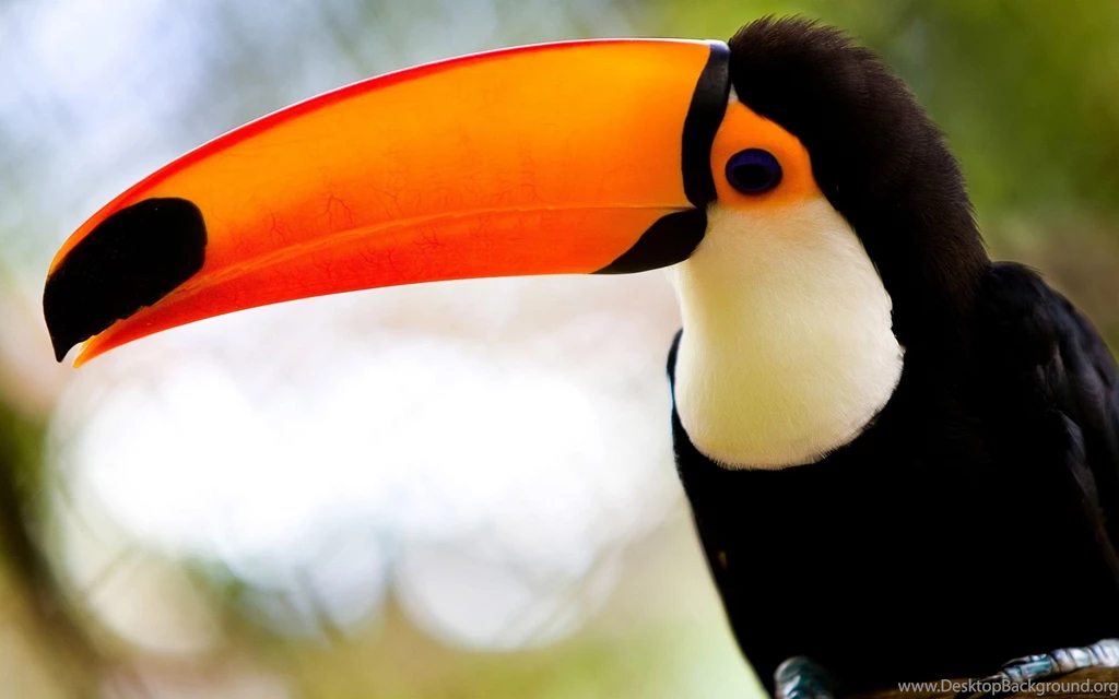 Toucan HD Wallpaper, Toucan Backgrounds, New Wallpapers
