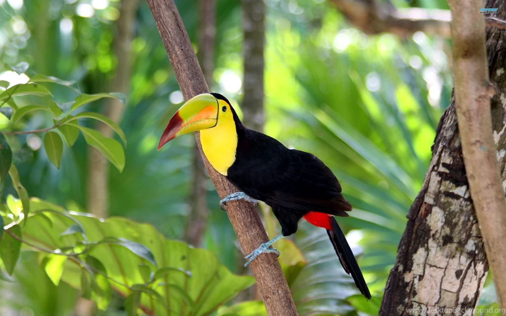Keel billed Toucan Wallpapers HD