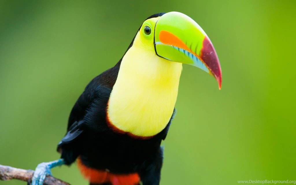 17 HD Toucan Bird Wallpapers HDWallSource.com