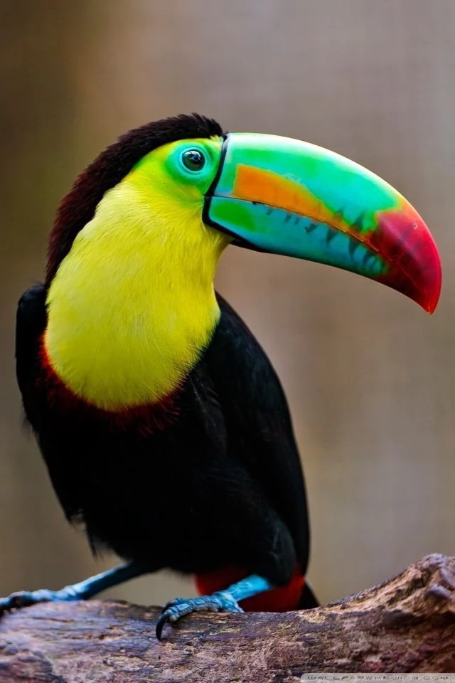 Toucan HD Desktop Wallpapers : High Definition : Fullscreen ...