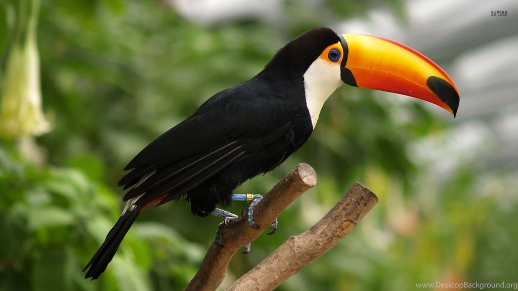 Toucan Wallpapers Animal Wallpapers