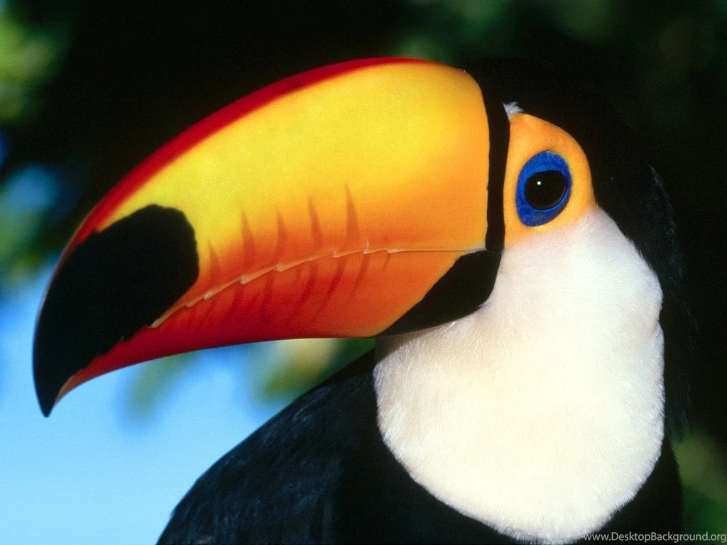 Toco Toucan Wallpapers