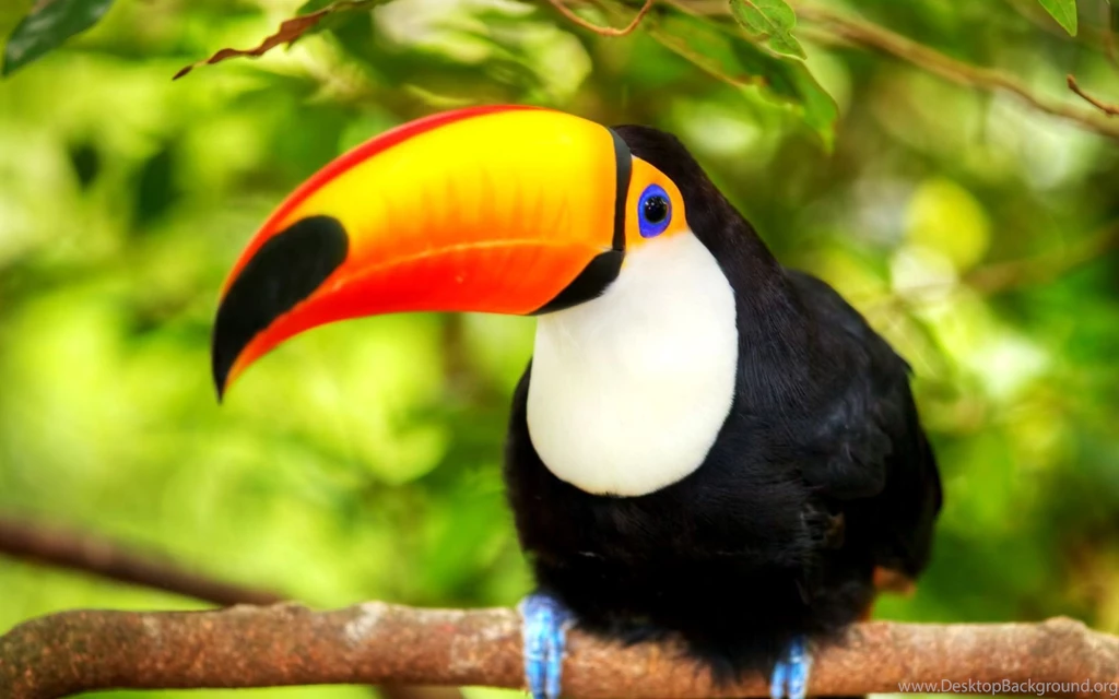 Toucan Wallpapers For Widescreen Desktop PC 1920x1080 Full HD
