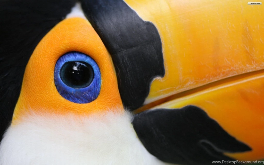 YouWall Toucan Face Wallpapers Wallpaper,wallpapers,free ...