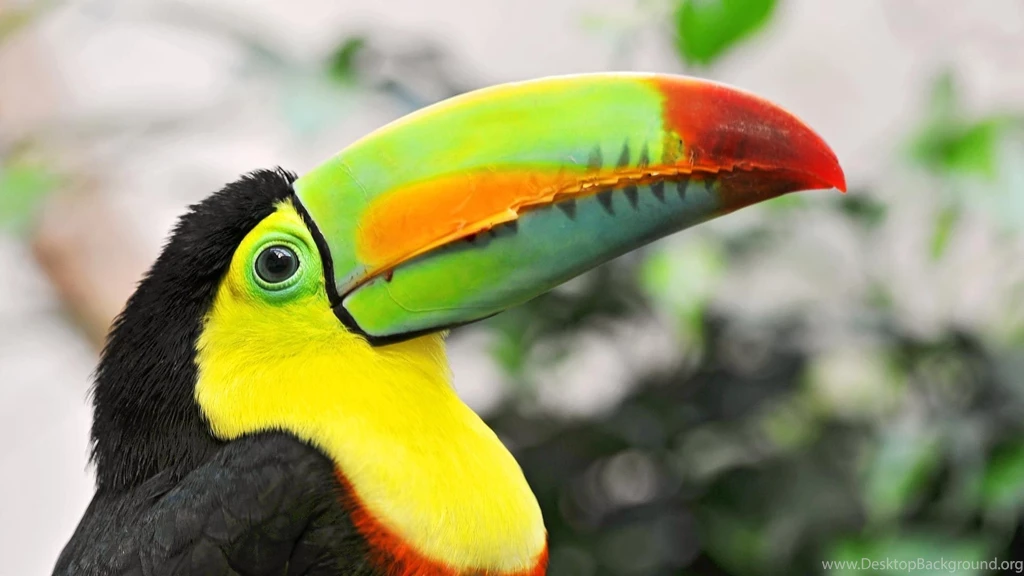 Download Wallpapers 1920x1080 Toucan, Tropical Bird, Beak, Colorful ...