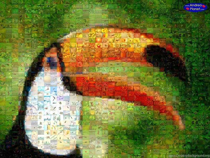 Toucan Animals   Free Photographic Mosaic Wallpapers