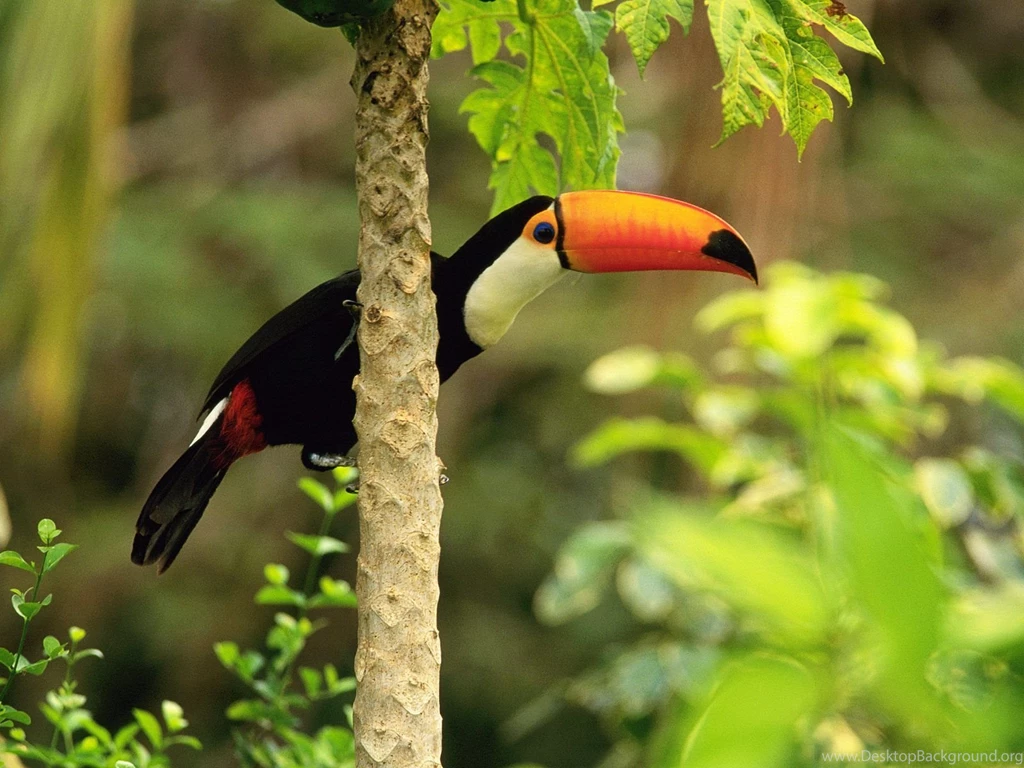Toucan Wallpapers 702374