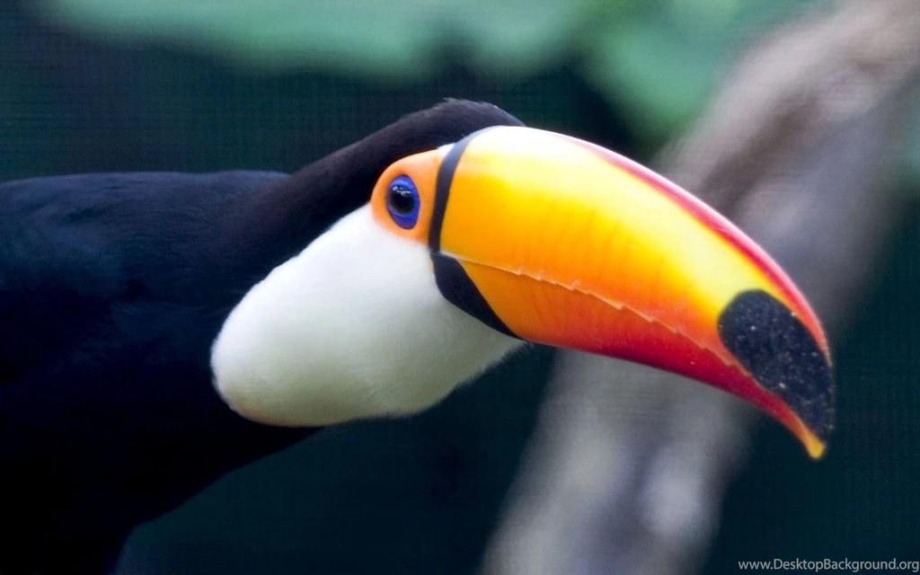 Toucan