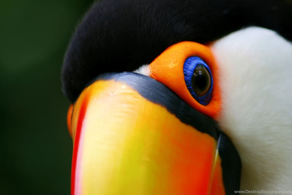 Toucan Eye