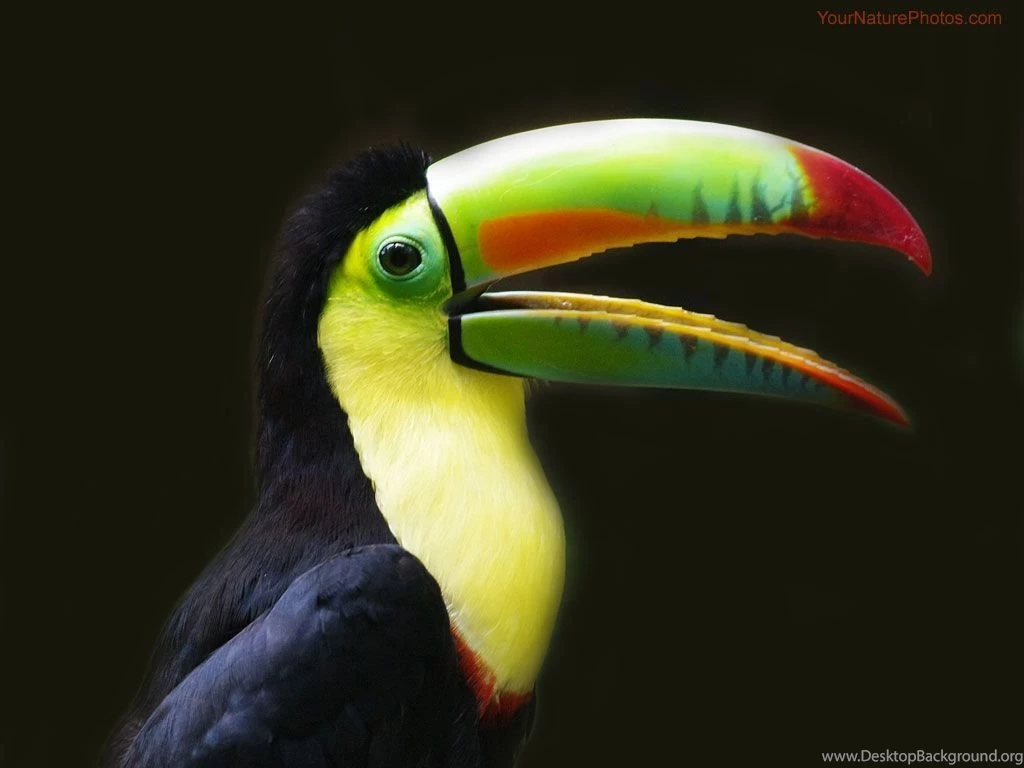 Toucan Panama