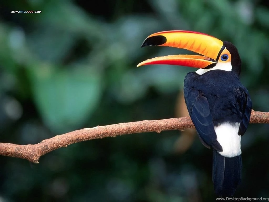 The Colorful Birds Bird Photography24 Wallcoo.net