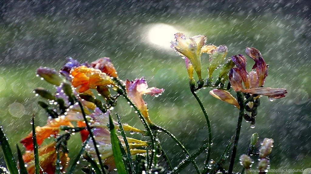 Rainy_day_and_Rain_wallpaper_1920X1080_pixels_7.jpg