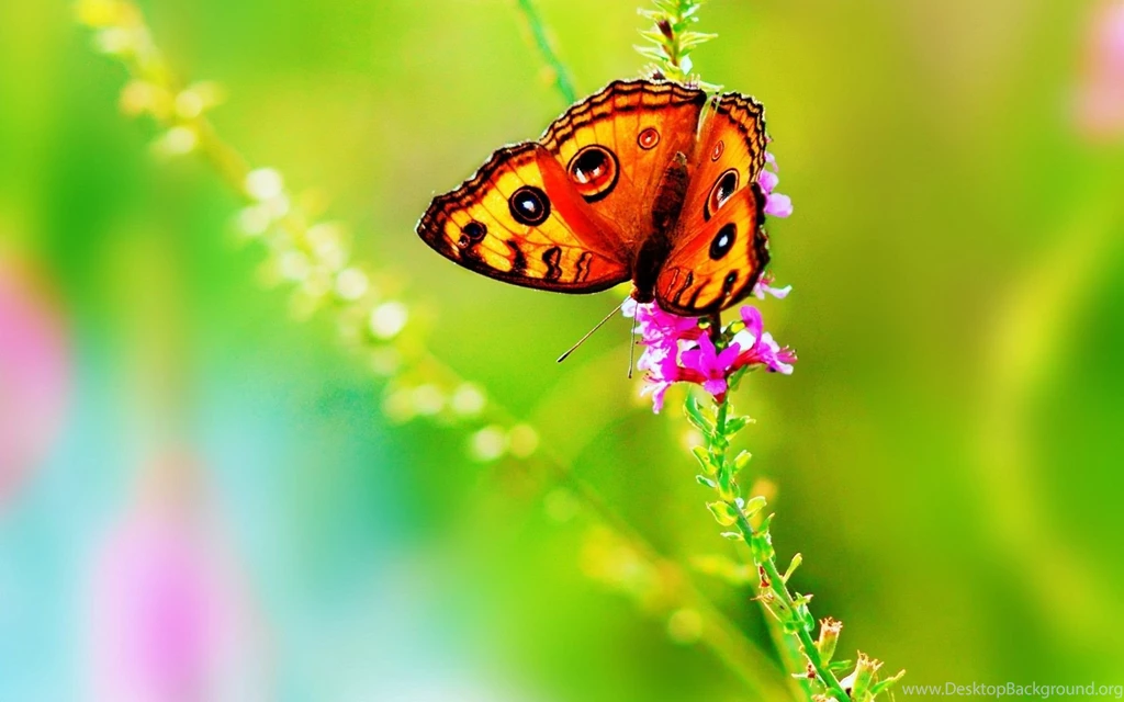 Butterfly HD Wallpaper.jpg
