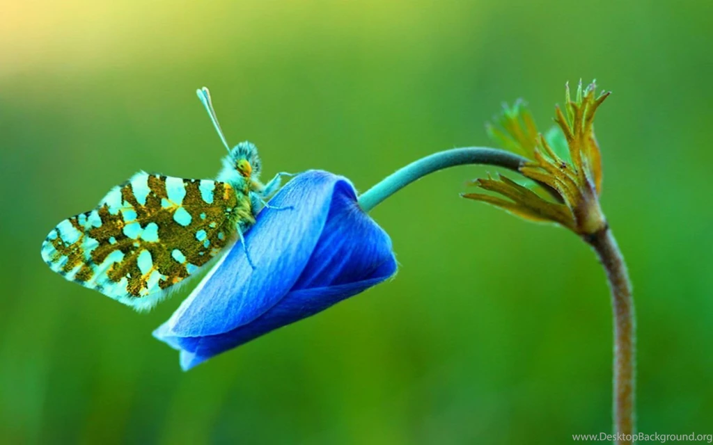 Colorful Butterfly Wallpapers 6 Free Hd Wallpapers Hivewallpaper.com
