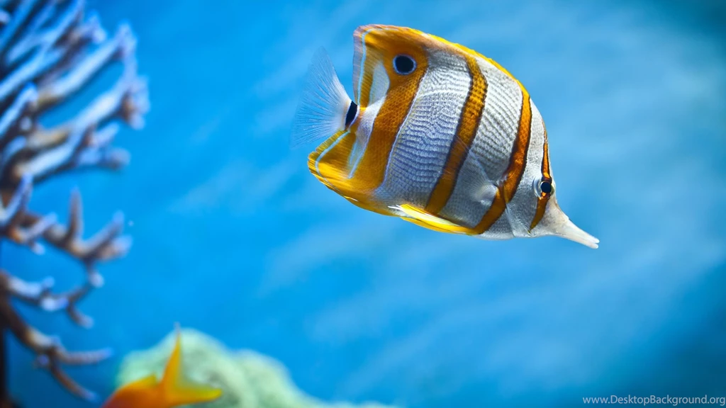 Copperband Butterfly Fish Wallpapers