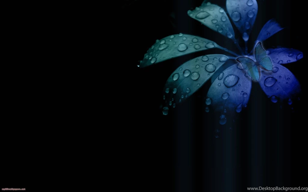 Hd Wallpapers Butterfly   1875265