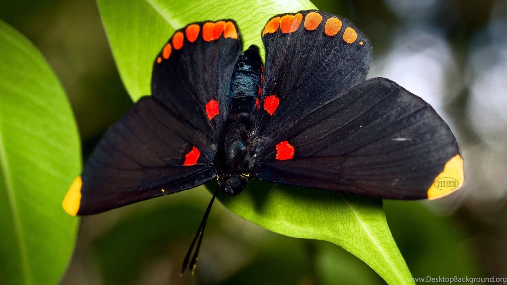 Nice Black Butterfly Hd Wallpapers Collection { Best } Download ...