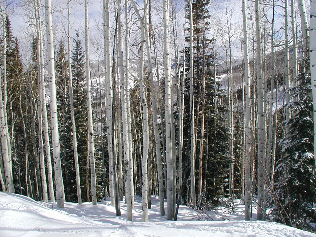 Koopman Wallpapers 1600x1200