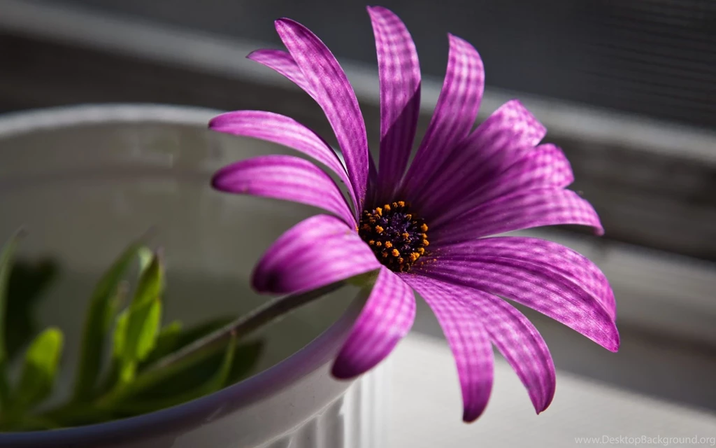 Purple Wallpapers With Silver Flower For Living Room