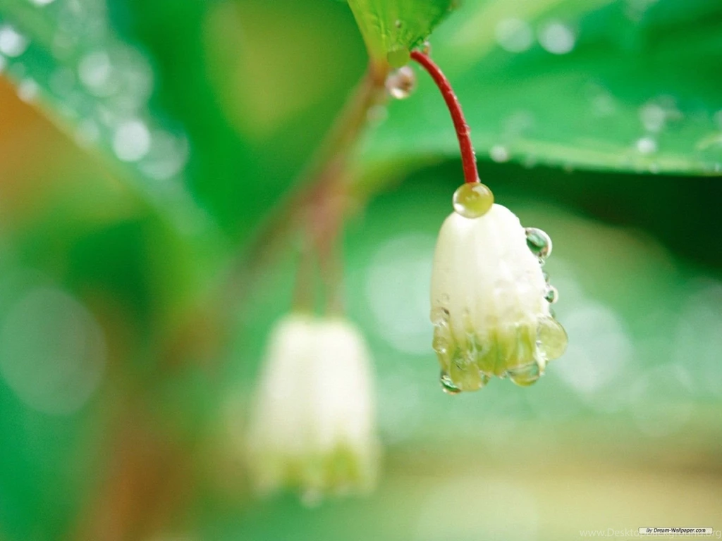 Gallery For Free Spring Flowers Wallpapers
