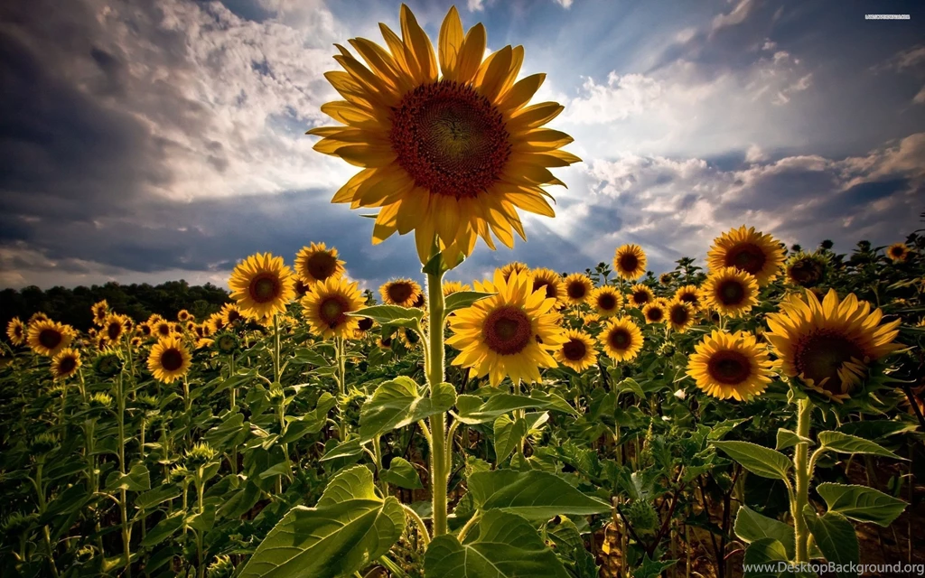Sunflower Field Wallpapers