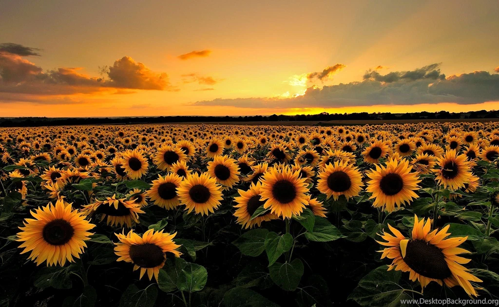 Download Sunflower Field Backgrounds HD Wallpapers