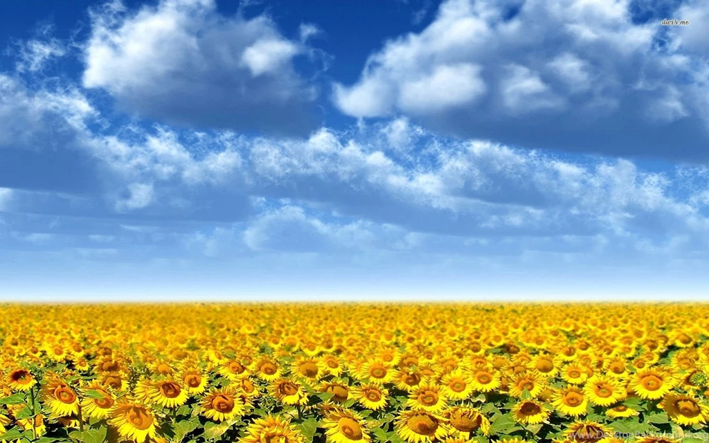 Sunflower Field Wallpapers   Flower Wallpapers
