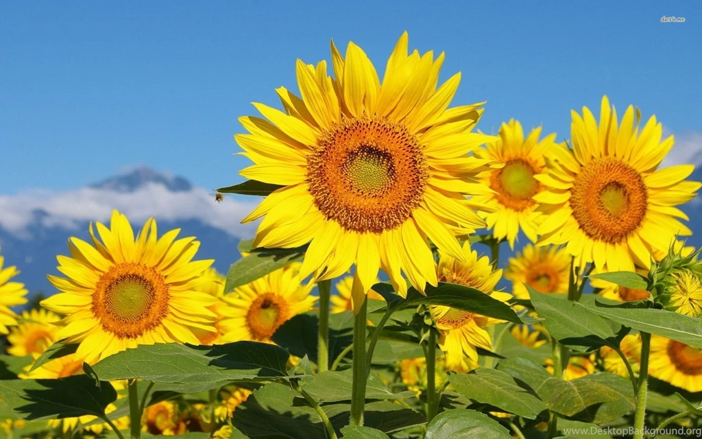 Sunflower Field Wallpapers   Flower Wallpapers