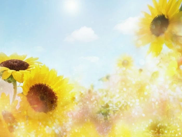 Summer Has Come, Refreshing Sunflower Field (1920+1600 ) 6 ...
