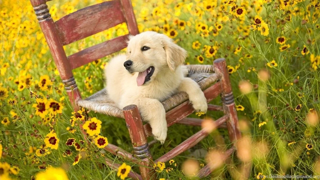 Download 1366x768 Dog On A Chair In Sunflower Field Wallpapers